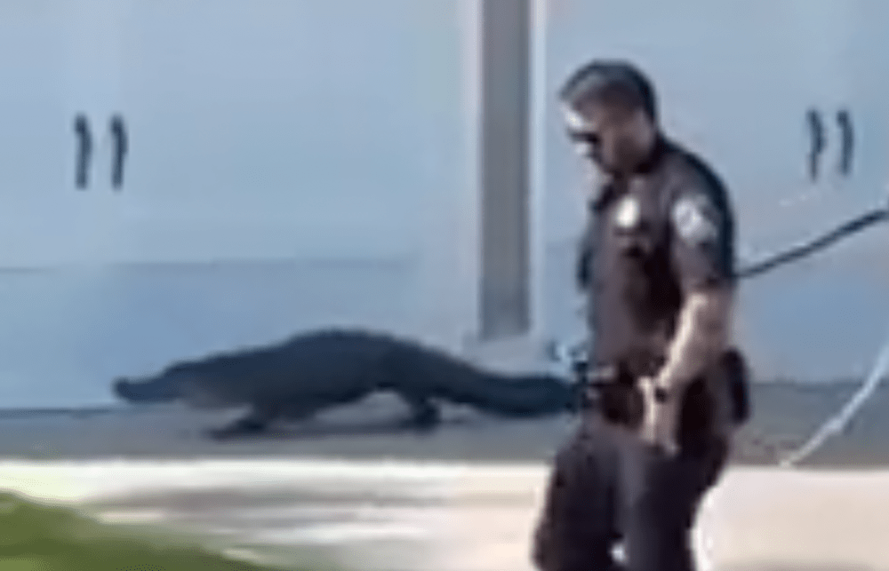 Alligator approached by US police glad it's green reptile and not non-white human