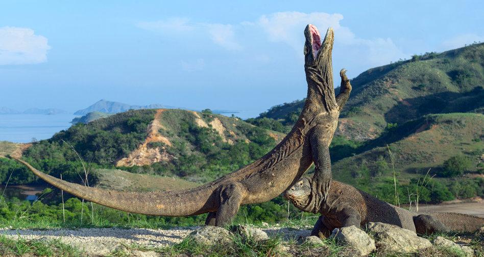 Komodo dragons start slapping plastic straws out of people’s hands after new threat of endangerment