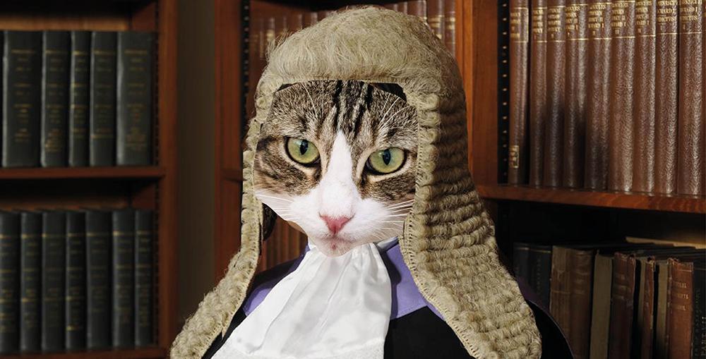 Cat wearing judge's wig arrested before Kurt Zouma court hearing