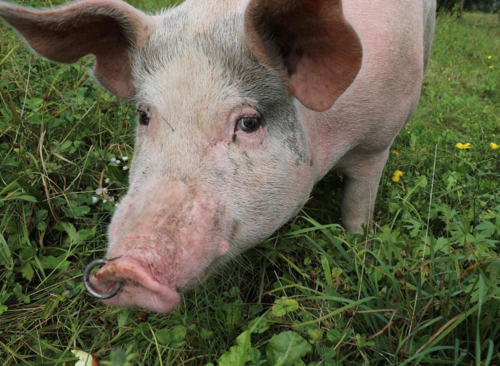 Attempt to transplant Tory's heart into pig fails after pig's body rejects it