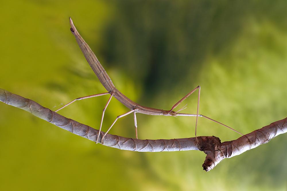 Rare hermaphrodite stick insect subjected to abuse by assorted bigots on Twitter