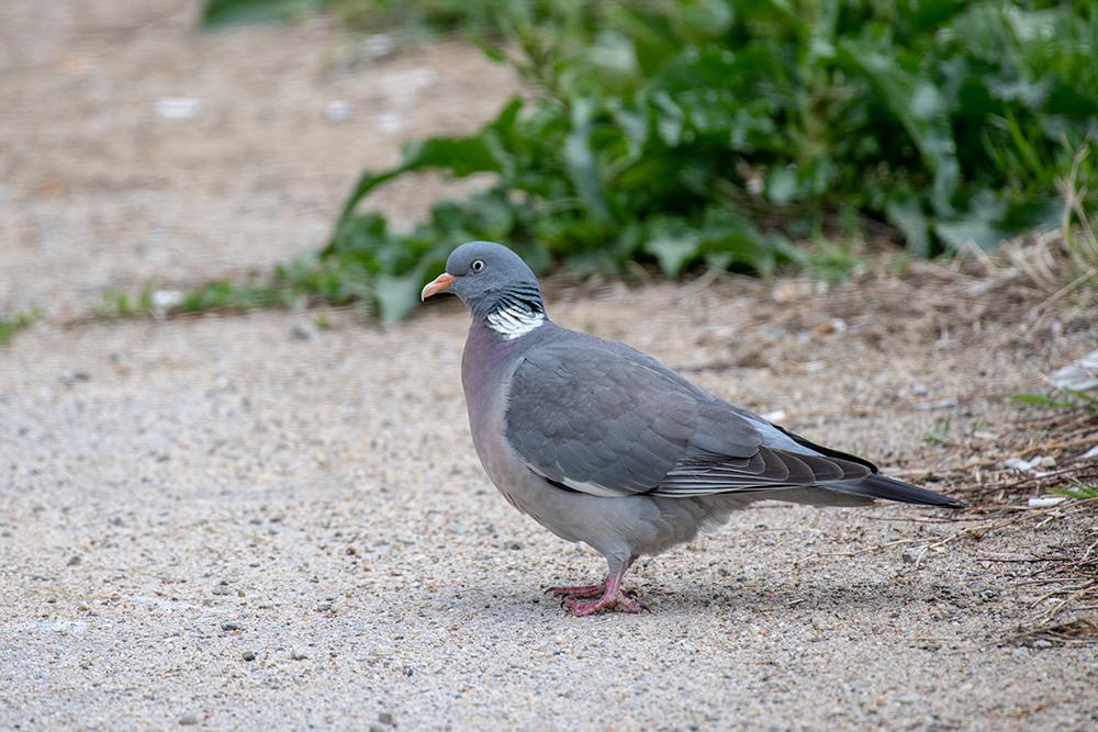 Hipster wood pigeons accused of gentrifying feral pigeons' section of park
